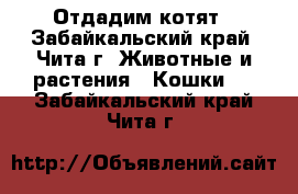 Отдадим котят - Забайкальский край, Чита г. Животные и растения » Кошки   . Забайкальский край,Чита г.